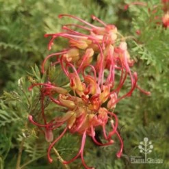 Grevillea Soopa Doopa 16 Grevillea Soopa Doopa -Plant Seed Store sooper dooper two