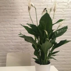 Spathiphyllum Maracay - Peace Lily 8 Spathiphyllum Maracay - Peace Lily -Plant Seed Store spathi indoors