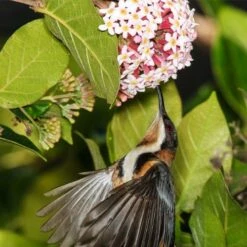 Rondeletia Amoena 24 Rondeletia Amoena -Plant Seed Store spine bill rondeletia