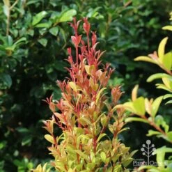 Syzygium Straight And Narrow - Lilly Pilly 9 Syzygium Straight And Narrow - Lilly Pilly -Plant Seed Store straight and narrow new leaf colour