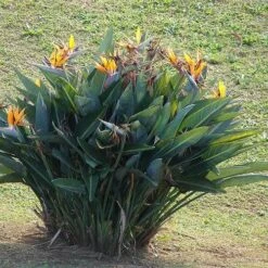 Strelitzia Reginae - Bird Of Paradise 15 Strelitzia Reginae - Bird Of Paradise -Plant Seed Store strelitzia reginae mature