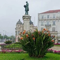 Strelitzia Reginae - Bird Of Paradise 17 Strelitzia Reginae - Bird Of Paradise -Plant Seed Store strelitzia reginae mature statue