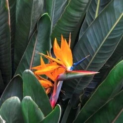 Strelitzia Reginae - Bird Of Paradise 13 Strelitzia Reginae - Bird Of Paradise -Plant Seed Store strelitzia and leaves 500 1