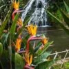 Strelitzia Reginae - Bird Of Paradise