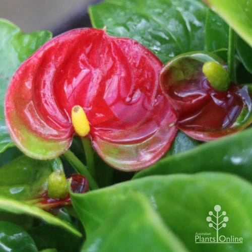 Anthurium Success Red 4 Anthurium Success Red - Image 4