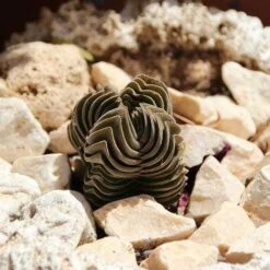 Crassula Buddha’s Temple - Succulent 15 Crassula Buddha’s Temple - Succulent -Plant Seed Store succulent buddhas temple