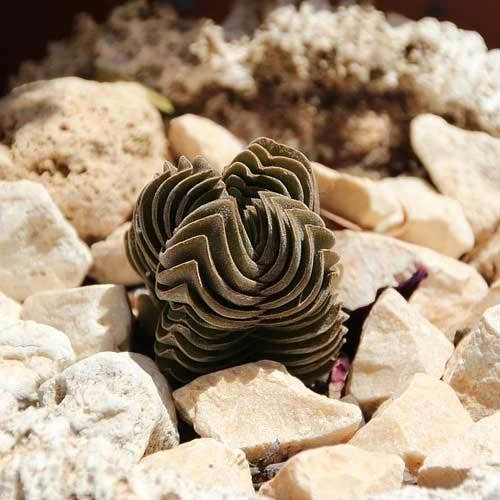 Crassula Buddha’s Temple - Succulent 8 Crassula Buddha’s Temple - Succulent - Image 8