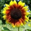 Sunflower Golden Prominence - Seed