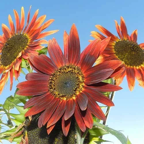 Sunflower Royal Velvet - Seed 1 Sunflower Royal Velvet - Seed