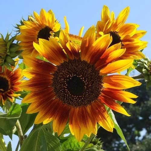 Sunflower Solar Flash - Seed 1 Sunflower Solar Flash - Seed