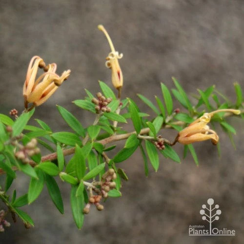 Grevillea Sunkissed 1 Grevillea Sunkissed