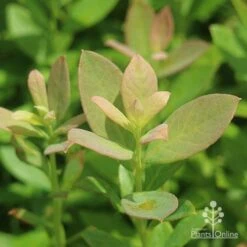 Blueberry Sunshine Blue 21 Blueberry Sunshine Blue -Plant Seed Store sunshine blue foliage