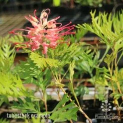 Grevillea Superb 11 Grevillea Superb -Plant Seed Store superb tube