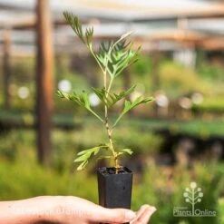 New Products -Plant Seed Store superb tube 1