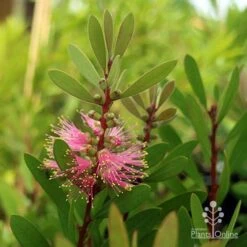 Callistemon Sweet Burst 24 Callistemon Sweet Burst -Plant Seed Store sweet burst buds