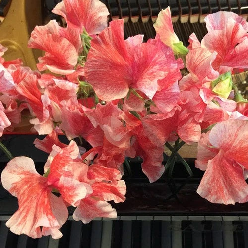 Sweet Pea Ripple Mix - Seed 2 Sweet Pea Ripple Mix - Seed - Image 2