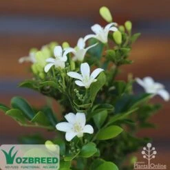 Murraya Sweet Privacy 12 Murraya Sweet Privacy -Plant Seed Store sweet privacy flowers