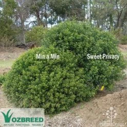 Murraya Sweet Privacy 16 Murraya Sweet Privacy -Plant Seed Store sweet privacy min a min compare