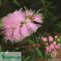 Callistemon Sweet Burst 19 Callistemon Sweet Burst -Plant Seed Store sweetburst flower