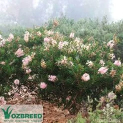 Callistemon Sweet Burst 18 Callistemon Sweet Burst -Plant Seed Store sweetburst misty
