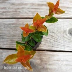 Syzygium Orange Twist - Lilly Pilly 9 Syzygium Orange Twist - Lilly Pilly -Plant Seed Store syzygium orange twist