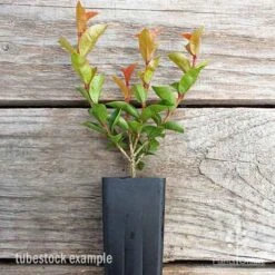 Syzygium Orange Twist - Lilly Pilly 10 Syzygium Orange Twist - Lilly Pilly -Plant Seed Store syzygium orange twist tubestock