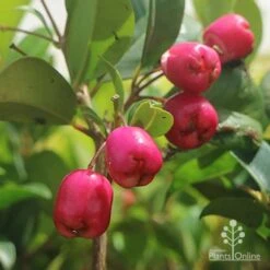 Syzygium Resilience - Lilly Pilly 15 Syzygium Resilience - Lilly Pilly -Plant Seed Store syzygium resilience berries