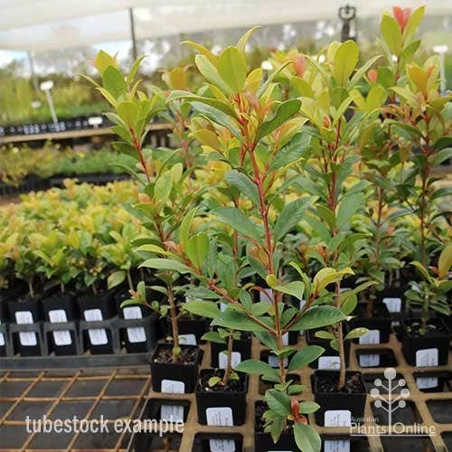 Syzygium Resilience - Lilly Pilly 8 Syzygium Resilience - Lilly Pilly - Image 8