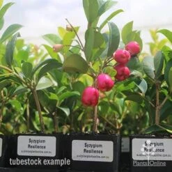 Syzygium Resilience - Lilly Pilly 12 Syzygium Resilience - Lilly Pilly -Plant Seed Store syzygium resiliencetubestock berries
