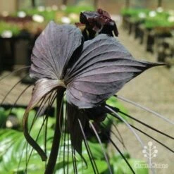 Bat Plant - Tacca 12 Bat Plant - Tacca -Plant Seed Store tacca in nursery back