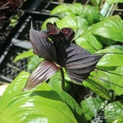 Bat Plant - Tacca 14 Bat Plant - Tacca -Plant Seed Store tacca in nursery top