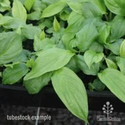 Bat Plant - Tacca 15 Bat Plant - Tacca -Plant Seed Store tacca tubes 1