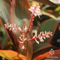 Cordyline Fruticosa Tangelo 22 Cordyline Fruticosa Tangelo -Plant Seed Store tangelo cordyline flower
