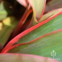 Cordyline Fruticosa Tangelo 24 Cordyline Fruticosa Tangelo -Plant Seed Store tangelo leaf close