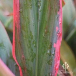 Cordyline Fruticosa Tangelo 19 Cordyline Fruticosa Tangelo -Plant Seed Store tangelo leaf colour
