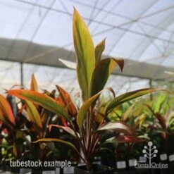 Cordyline Fruticosa Tangelo 31 Cordyline Fruticosa Tangelo -Plant Seed Store tangelo tube in nursery