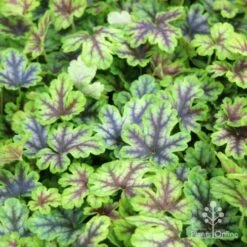 Heucherella Tapestry - Foamy Bells 18 Heucherella Tapestry - Foamy Bells -Plant Seed Store tapestry colour range