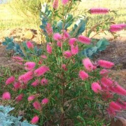 Callistemon Taree Pink 11 Callistemon Taree Pink -Plant Seed Store taree pink 500