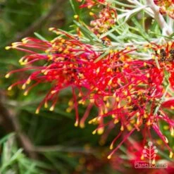 Grevillea Mini Marvel 25 Grevillea Mini Marvel -Plant Seed Store thelemanniana grevillea flower