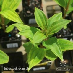 Tibouchina Allure 16 Tibouchina Allure -Plant Seed Store tib allure leaf 500 1