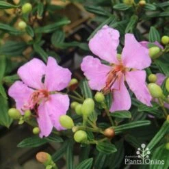 Tibouchina Chameleon 14 Tibouchina Chameleon -Plant Seed Store tib chameleon flowers 500 1