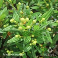 Tibouchina Chameleon 20 Tibouchina Chameleon -Plant Seed Store tib chameleon leaf 500 1