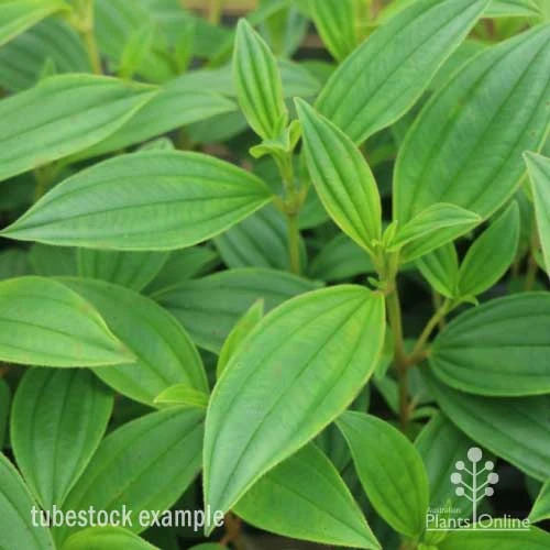 Tibouchina Illusion 16 Tibouchina Illusion - Image 16