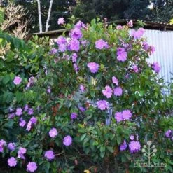 Tibouchina Allure 14 Tibouchina Allure -Plant Seed Store tibouchina allure bush