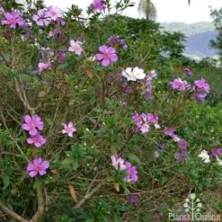 Tibouchina Chameleon 16 Tibouchina Chameleon -Plant Seed Store tibouchina chameleon 2