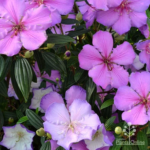 Tibouchina Illusion 2 Tibouchina Illusion - Image 2