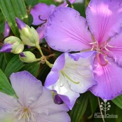 Tibouchina Illusion 19 Tibouchina Illusion -Plant Seed Store tibouchina illusion three colours
