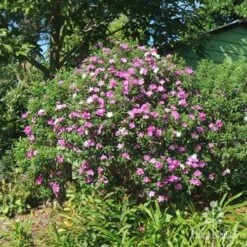Tibouchina Chameleon 18 Tibouchina Chameleon -Plant Seed Store tibouchina mutable