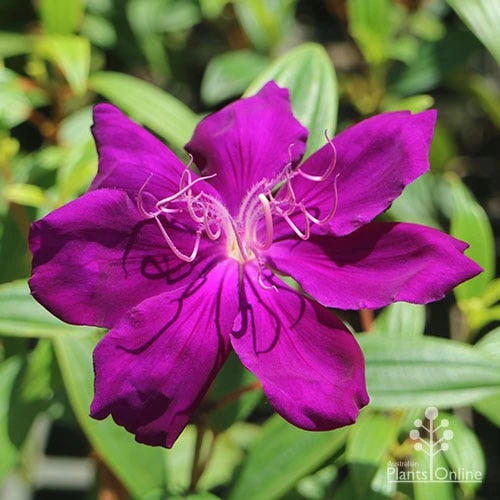 Tibouchina Purple Star 1 Tibouchina Purple Star
