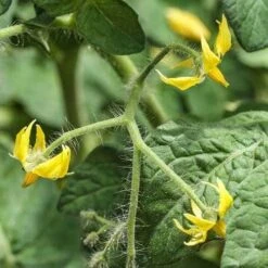 Tomato Roma - Seed 7 Tomato Roma - Seed -Plant Seed Store tomato flower 1